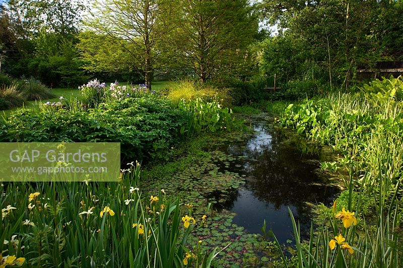 Pond surrounded by moisture loving plants including irises and Bowles' Golden Sedge, Carex elata 'Aurea', with swamp cypress, Taxodium distichum. Aulden Farm, Leominster, Herefordshire, UK