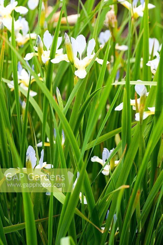 Iris sibirica 'Summer Sky'. Aulden Farm