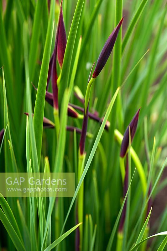 Iris sibirica 'Ellesmere' buds. Aulden Farm