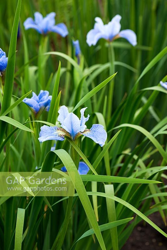 Iris sibirica 'Cambridge', AGM. Aulden Farm
