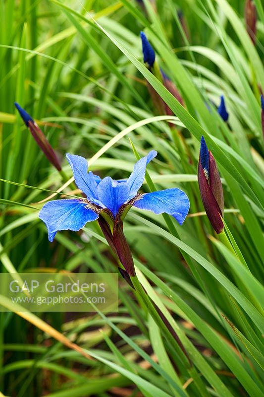 Iris sibirica 'Navy Brass'. Aulden Farm