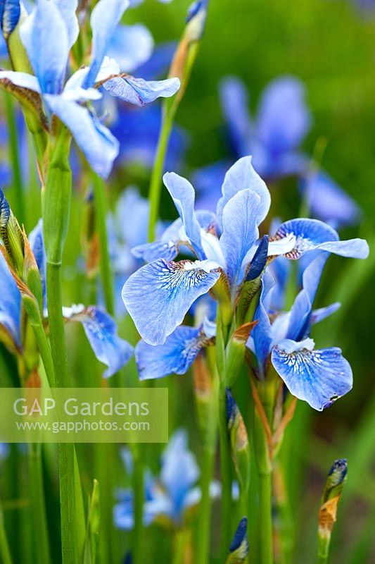 Iris sibirica 'Cool Spring'. Aulden Farm