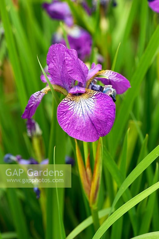 Iris sibirica 'Helen Astor'. Aulden Farm
