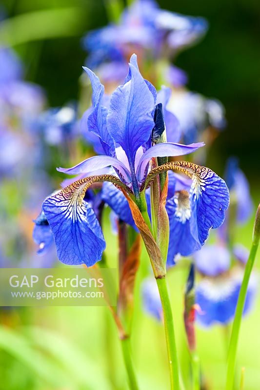 Iris sibirica 'Baxteri'. Aulden Farm