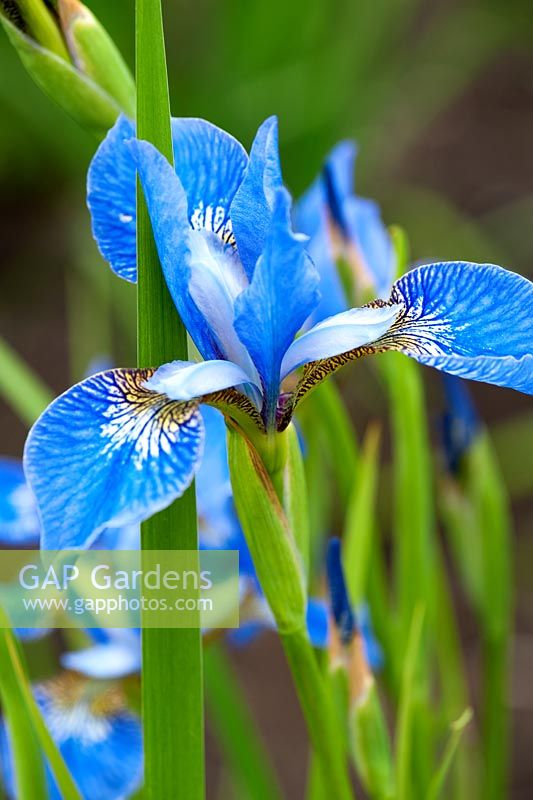 Iris sibirica 'Perry's Favourite'. Aulden Farm