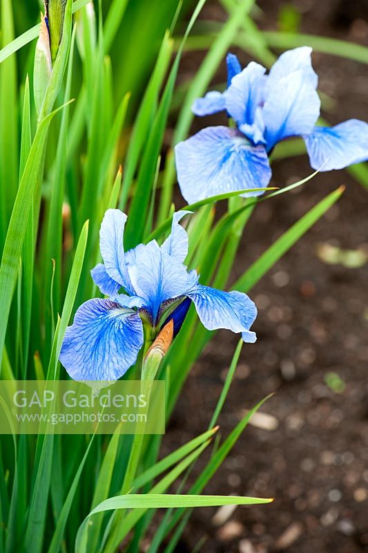 Iris sibirica 'Swank'. Aulden Farm