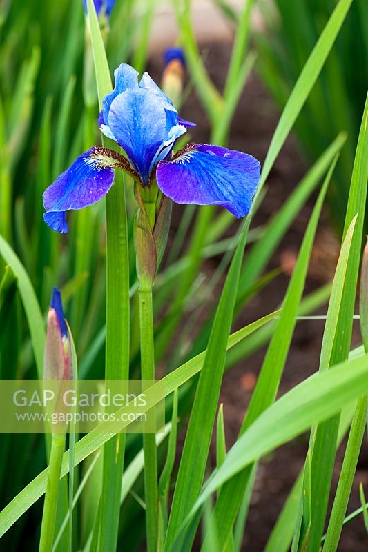 Iris sibirica 'Llangors'. Aulden Farm