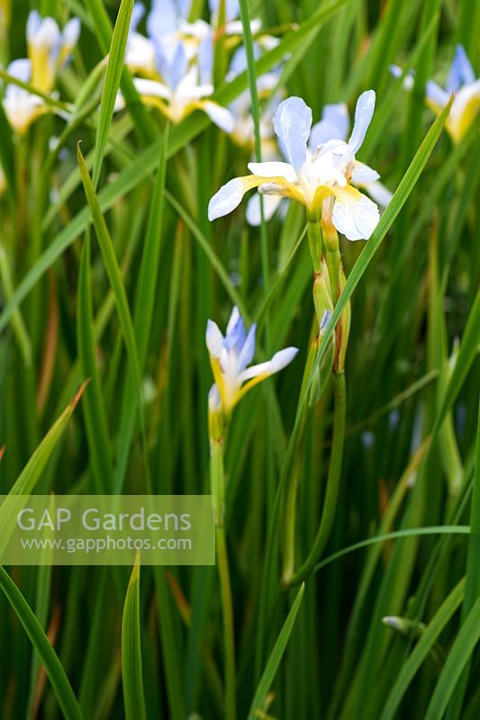 Iris sibirica 'Wealden Summer'. Aulden Farm