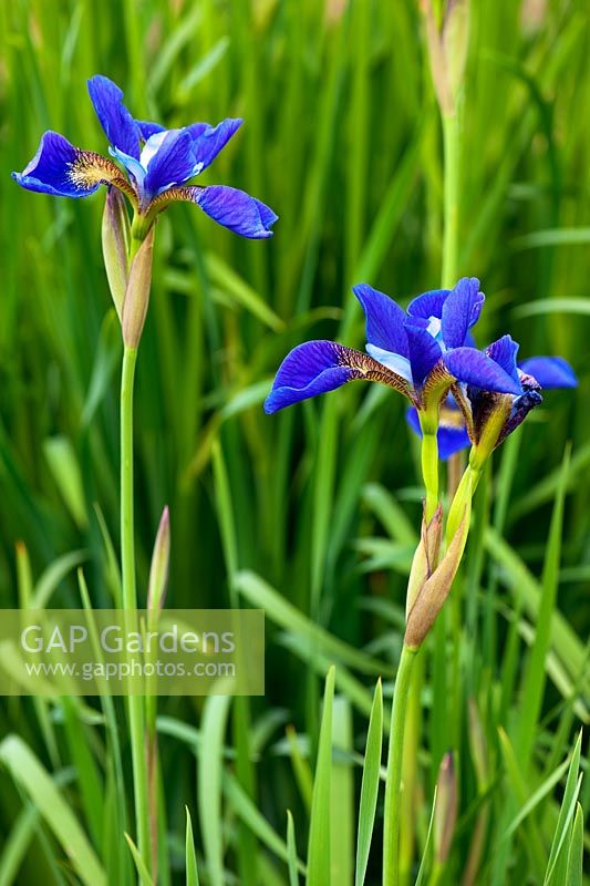 Iris sibirica 'Rowden Aurelius', AGM. Aulden Farm