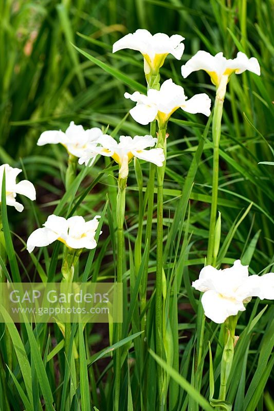 Iris sibirica 'Kathleen Mary', AGM. Aulden Farm