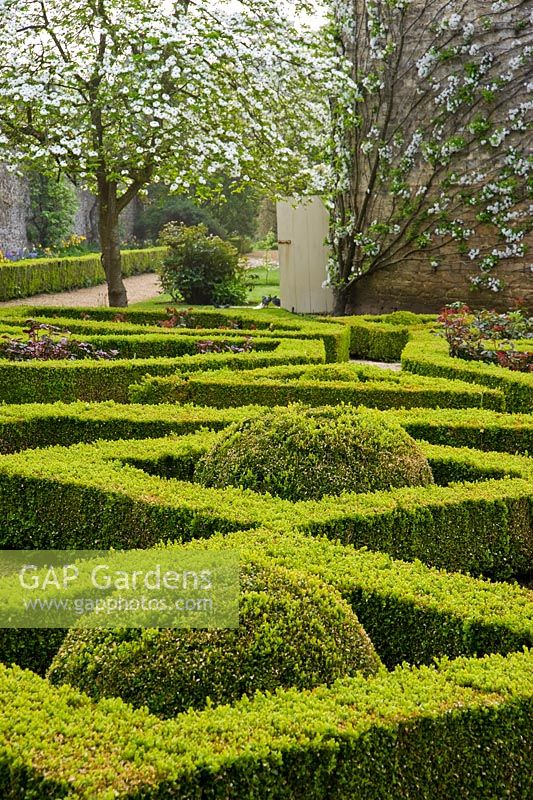 Box parterre in the Pigeon House Garden with Cornus nuttallii flowering beyond and trained fruit trees on the curving pigeon house wall - Rousham House, Bicester, Oxon, UK