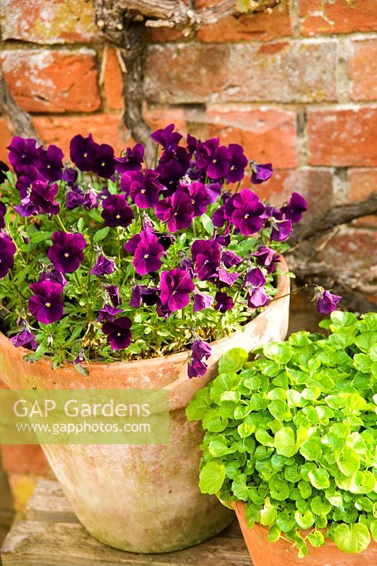 Pot of Violas outside the gardeners' shed - Rousham House, Bicester, Oxon, UK