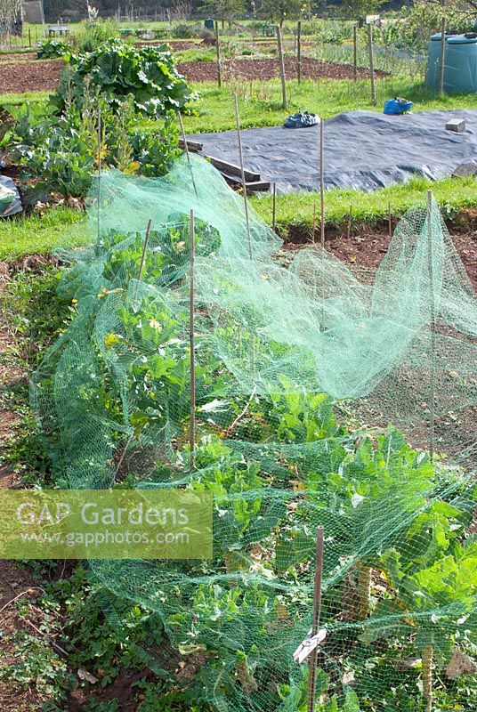 Protective netting over vegetables on village allotment site in spring