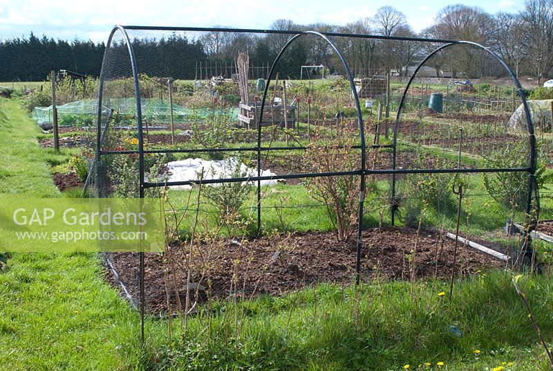 Friut cage on village allotment site in spring