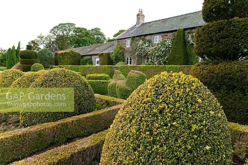 The Formal Garden at the front of the house featuring box and yew topiary - Buxus sempervirens 'Aureovariegata', Buxus sempervirens 'Suffruticosa' infilled with Dicentra formosa. Clipped ivy and white Clematis montana on the house - Herterton House, Hartington, Northumberland, UK
