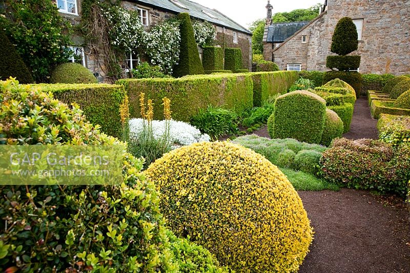 The Formal Garden at the front of the house features box and yew topiary with yellow spikes of Asphodeline lutea - Herterton House, Hartington, Northumberland, UK