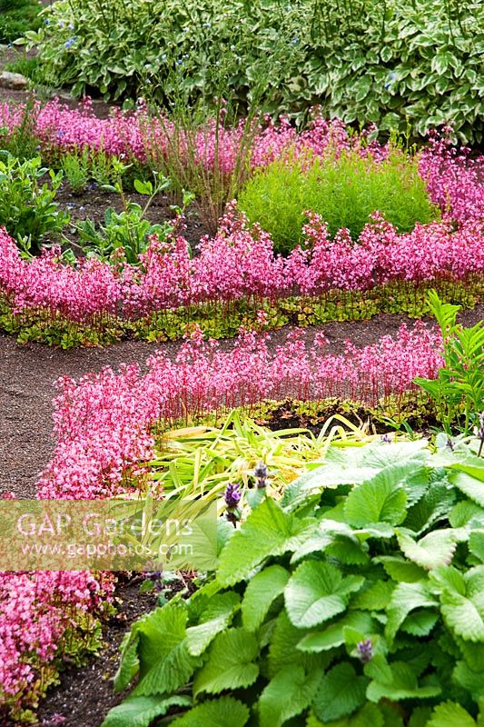 The Physic Garden features herb beds edged with London Pride, Saxifraga 'Clarence Elliot' - Herterton House, Hartington, Northumberland, UK
