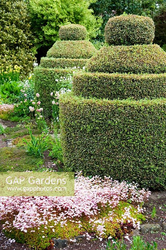 The Flower Garden features strong blocks of box and yew that frame cottage garden plants and flowers, including Saxifraga and Aquilegia 'Nora Barlow' - Herterton House, Hartington, Northumberland, UK