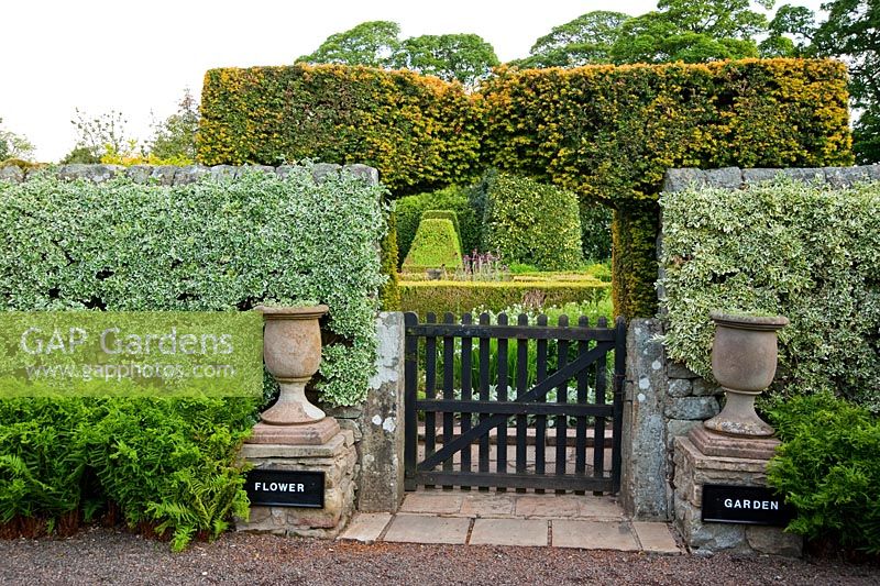 Gate into the Flower Garden is framed with a pair of urns, with clipped Euonymus trained against the wall, and fern Dryopteris affinis 'Cristata' planted at the base - Herterton House, Hartington, Northumberland, UK