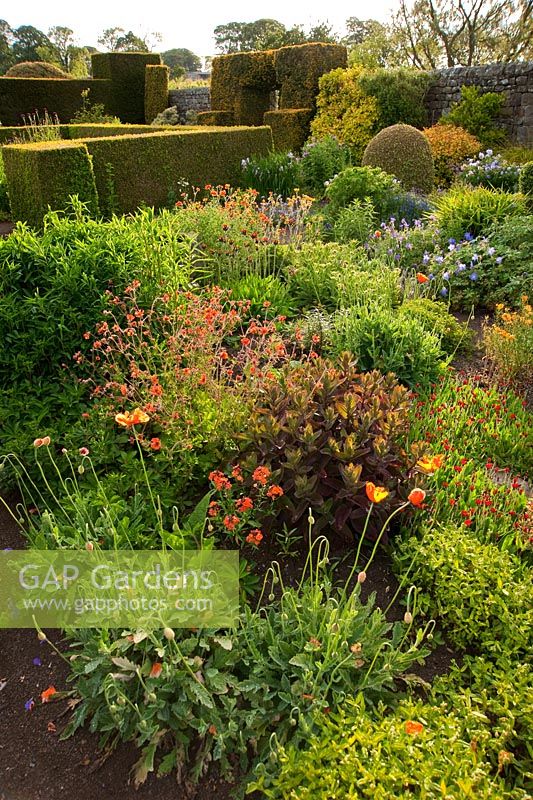 The Flower Garden features strong blocks of box and yew that frame cottage garden plants and flowers, including Geum, Sedum and Hieraciums - Herterton House, Hartington, Northumberland, UK