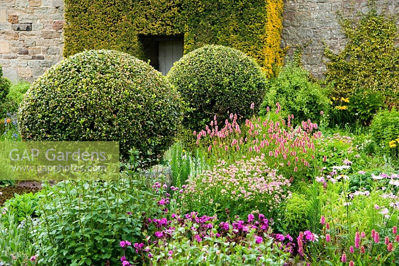 The Flower Garden features strong blocks of box and yew that frame cottage garden plants and flowers, including Persicaria and Astrantia - Herterton House, Hartington, Northumberland, UK