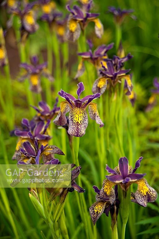 Iris forrestii x chrysographes - Herterton House, Hartington, Northumberland, UK
