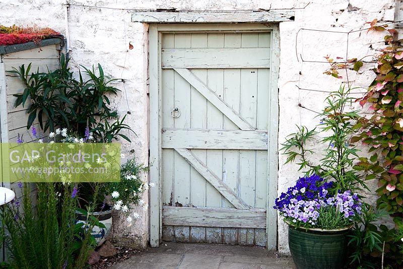 Door in whitewashed wall frame with pots and climbers including variegated Actinidia kolomikta, Chinese gooseberry - Mindrum, nr Cornhill on Tweed, Northumberland, UK