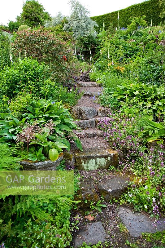Steps leading down the rockery are framed with Hostas, Heucheras, Lamiums and ferns - Mindrum, nr Cornhill on Tweed, Northumberland, UK