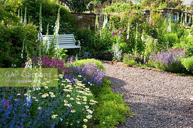 Gravel terrace bordered by bed of Nepeta, white foxgloves, Astrantia maxima and roses - Mindrum, nr Cornhill on Tweed, Northumberland, UK