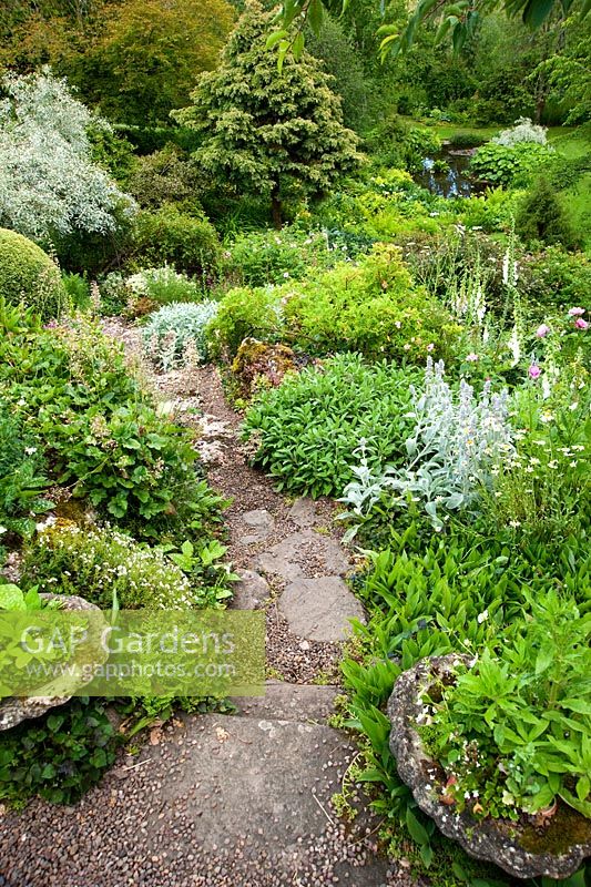 View from the top of the rockery down to the pond over mounds of Heuchera, Stachys and Salvia amongst self seeded white foxgloves, shrub roses and shapely conifers - Mindrum, nr Cornhill on Tweed, Northumberland, UK