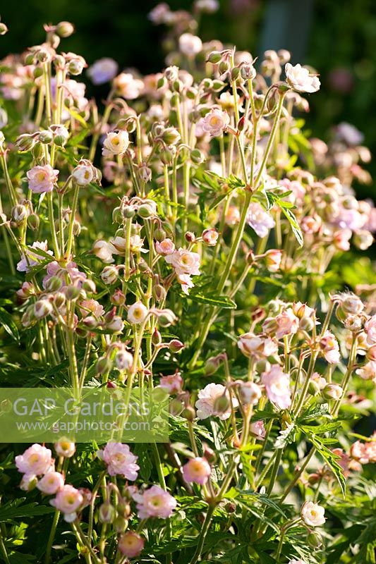 Geranium pratense 'Summer Skies' - Mindrum, nr Cornhill on Tweed, Northumberland, UK