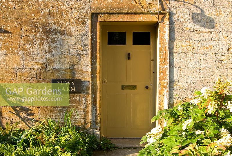 Front door of the Ham stone farmhouse framed with Hydrangea quercifolia - Yews Farm, Martock, Somerset, UK