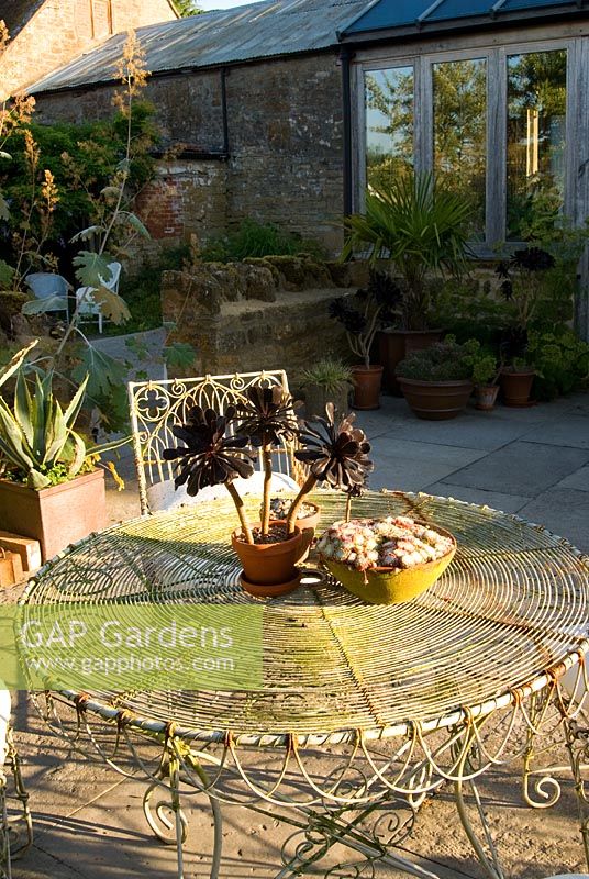 Collection of succulents in terracotta pots on wirework table, with more succulents in large pots on the terrace beyond including Aeonium 'Zwartkop' and Agave americana 'Variegata' - Yews Farm, Martock, Somerset, UK