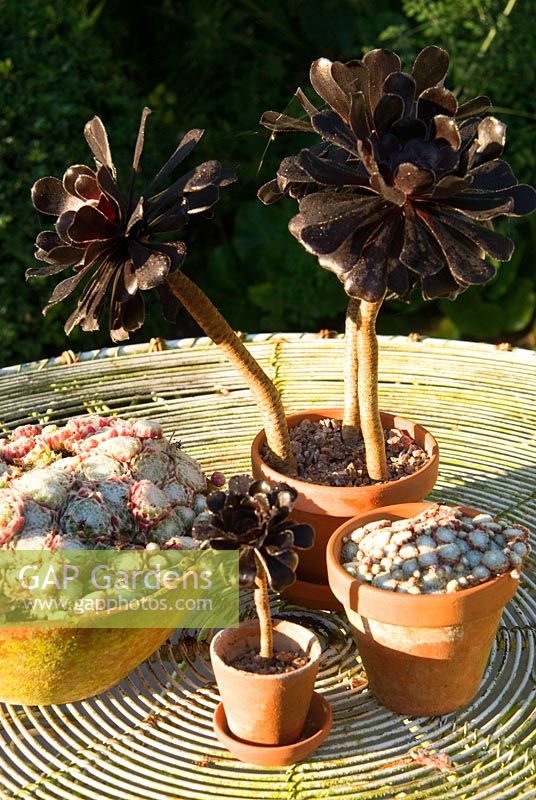 Collection of succulents in terracotta pots on wirework table - Yews Farm, Martock, Somerset, UK
