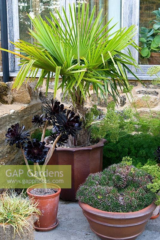 Pots of succulents and palm on the terrace, including dark purple Aeonium 'Zwartkop' - Yews Farm, Martock, Somerset, UK
