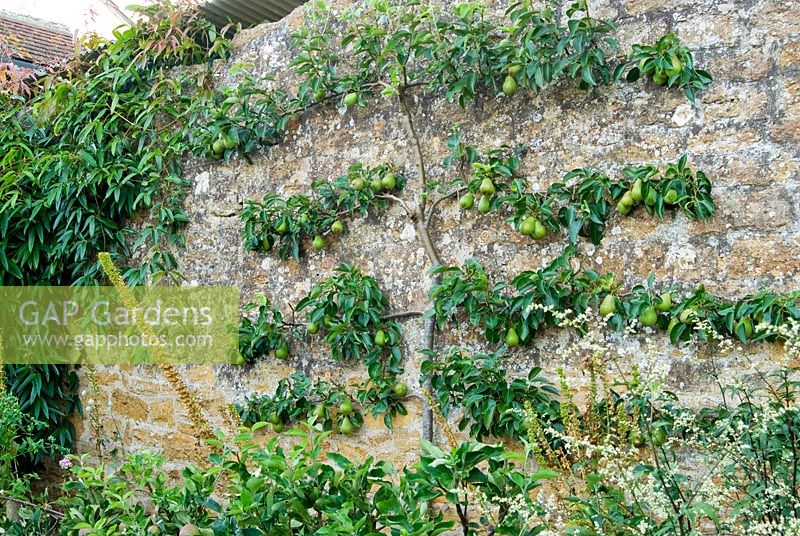 Espaliered pear with step over apples in front - Yews Farm, Martock, Somerset, UK