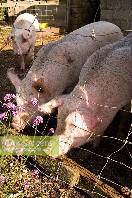 Middle x large white pigs - Yews Farm, Martock, Somerset, UK