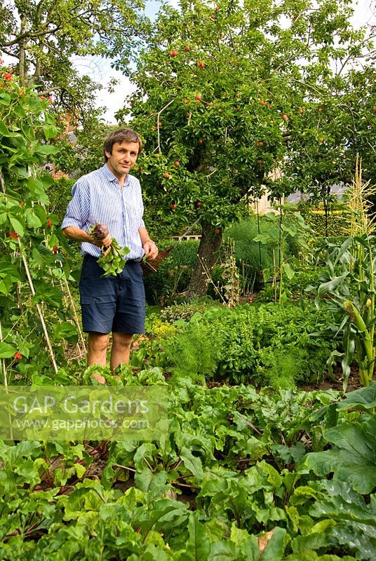 Fergus harvesting produce in the vegetable garden - Yews Farm, Martock, Somerset, UK