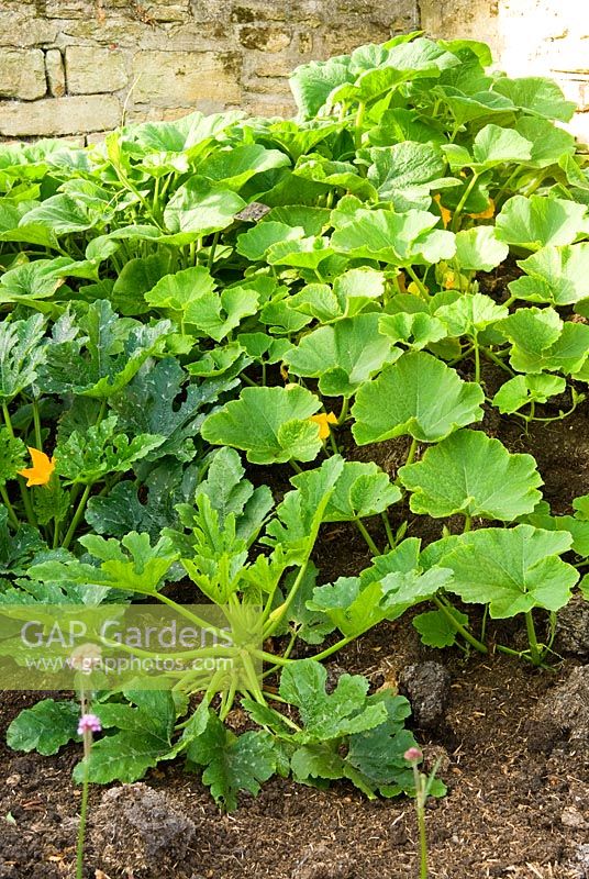 Squash and courgette plants growing on the muck heap - Yews Farm, Martock, Somerset, UK