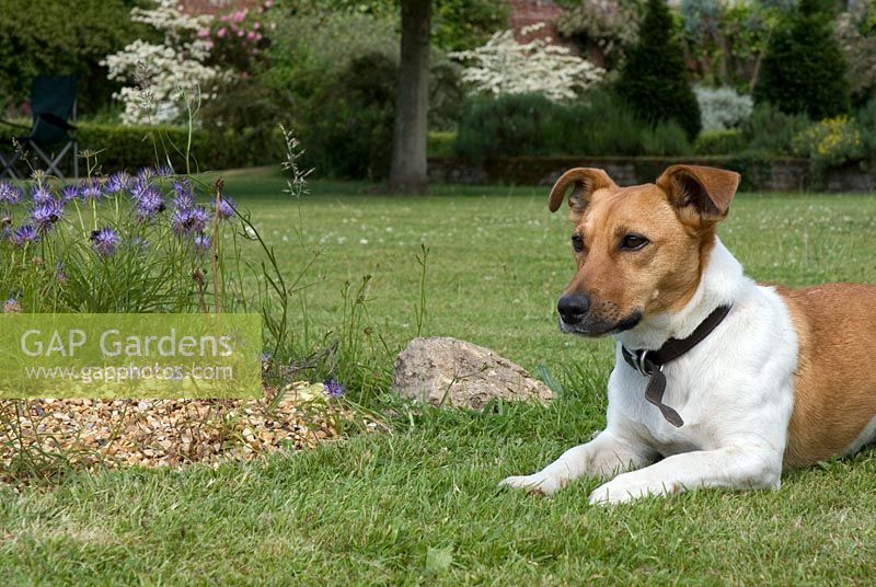 Stig the terrier by Phyteuma rampion at Bellflower Nursery in The Walled Garden at Langham Hall in Suffolk, home to The National Collection of Alpine Campanuals