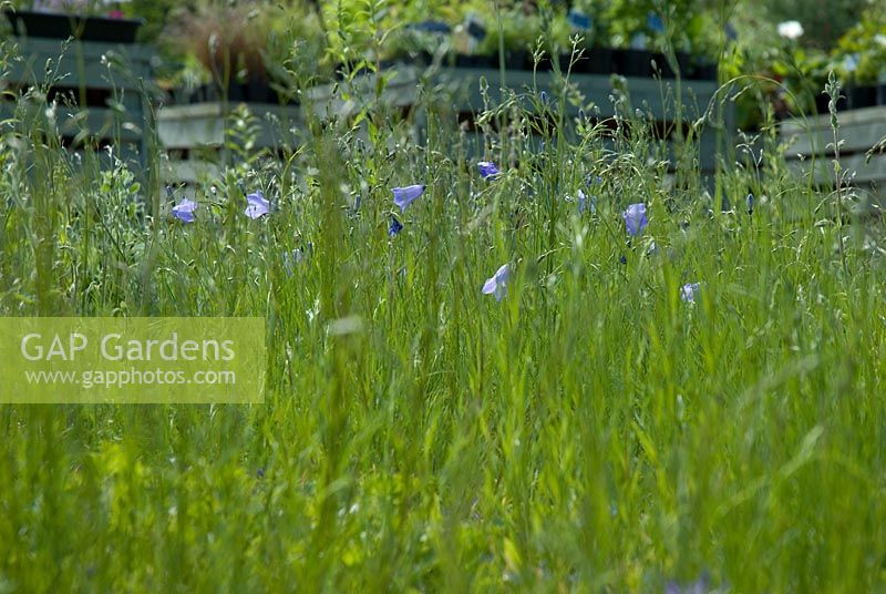 Campanula rotundifolia - Harebells in front of the plants for sale at Bellflower Nursery in The Walled Garden at Langham Hall in Suffolk, home to The National Collection of Alpine Campanuals