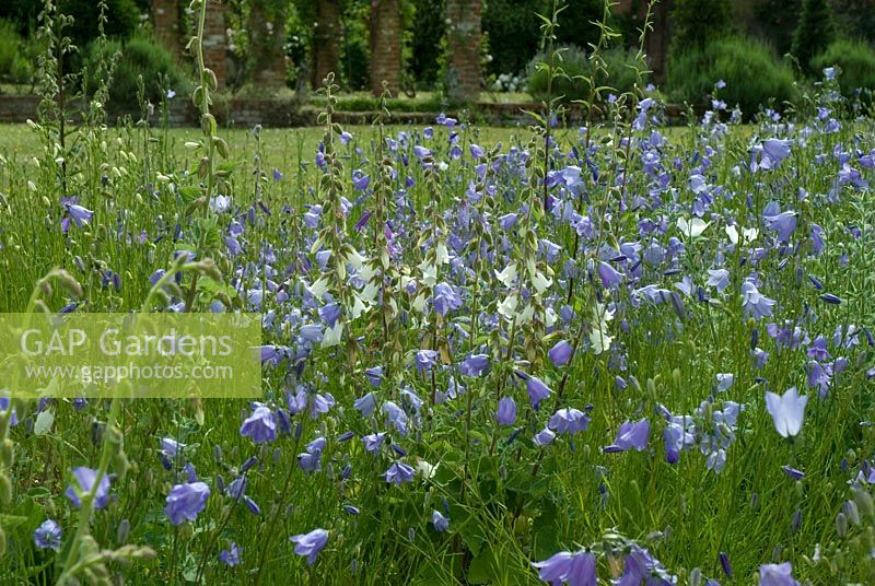 Campanulas including Campanula rotundifolia - Harebells at Bellflower Nursery in the walled Garden at Langham Hall in Suffolk, home to The National Collection of Alpine Campanulas