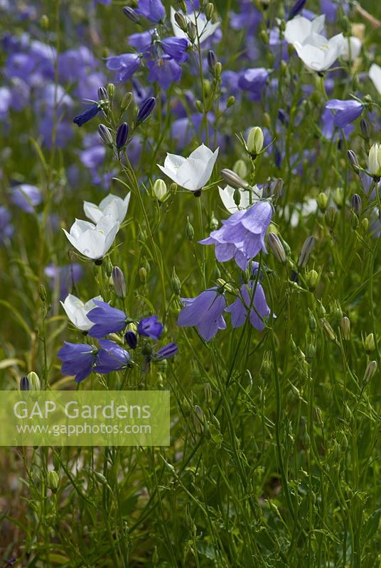 Campanula rotundifolia 'White Gem' and Campanula rotundifolia - Harebells at Bellflower Nursery in the walled Garden at Langham Hall in Suffolk, home to The National Collection of Alpine Campanulas 