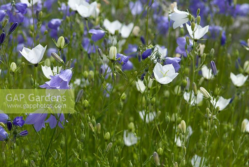 Campanula rotundifolia 'White Gem' and Campanula rotundifolia - Harebells at Bellflower Nursery in the walled Garden at Langham Hall in Suffolk, home to The National Collection of Alpine Campanulas 