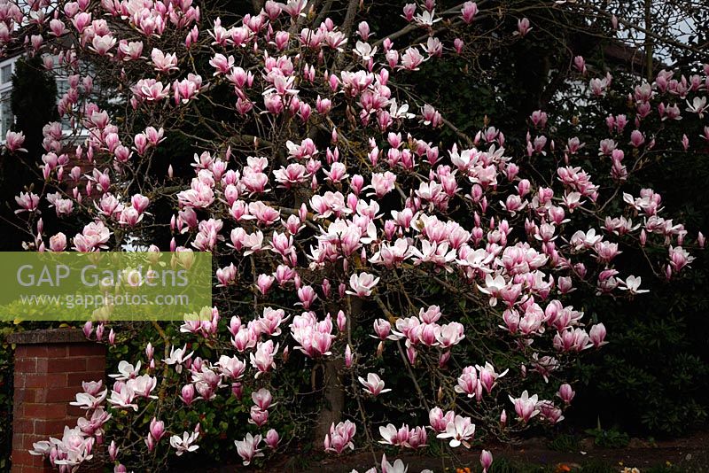 Magnolia x soulangiana 'Picture'