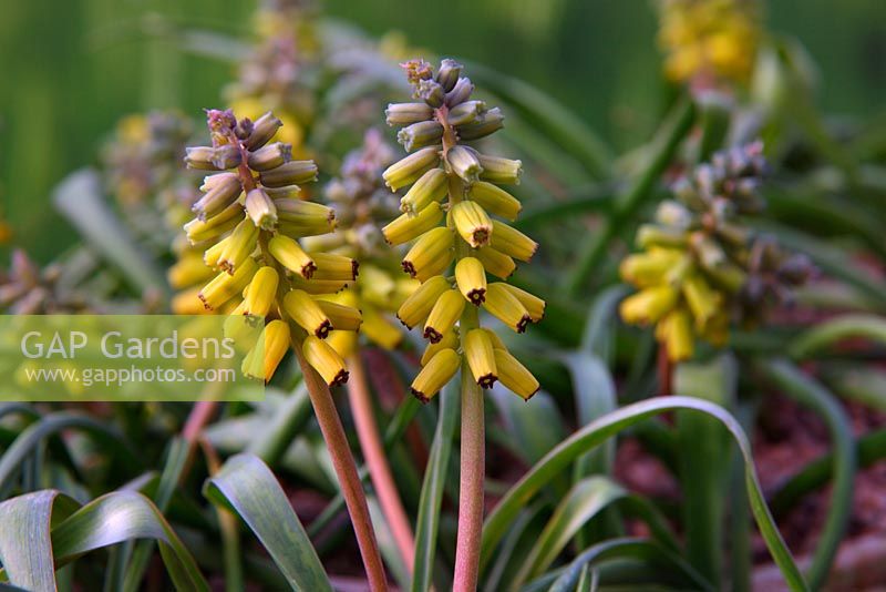 Muscari macrocarpum 'Golden Fragrance'