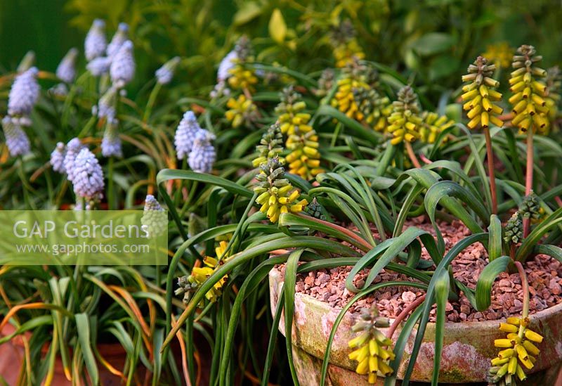 Muscari macrocarpum 'Golden Fragrance' with Muscari armeniacum 'Valerie Finnis'