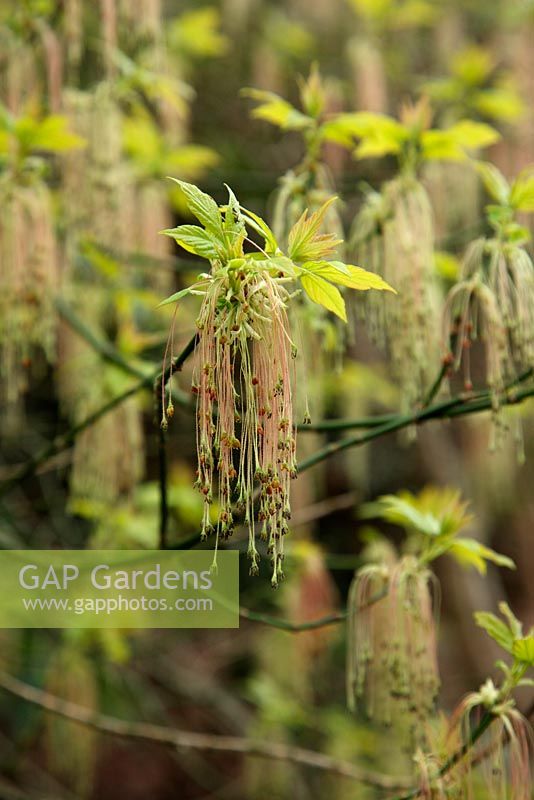 Acer negundo 'Kelly's Gold' flowering in spring