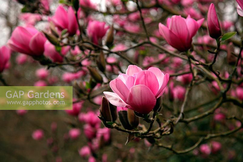 Magnolia 'Serene' 