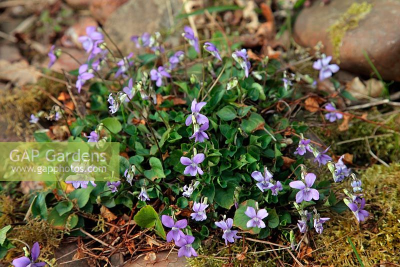 Viola riviniana - Common Dog Violet 